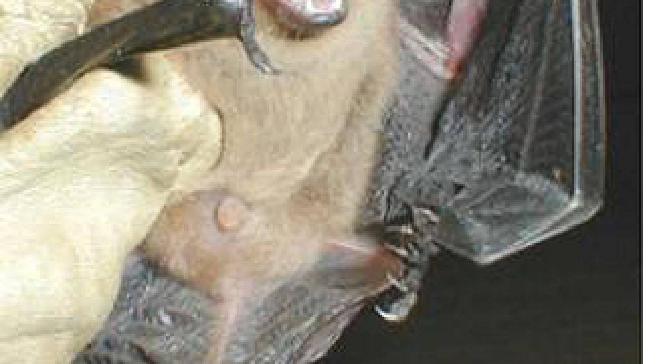 Big brown bat upclose