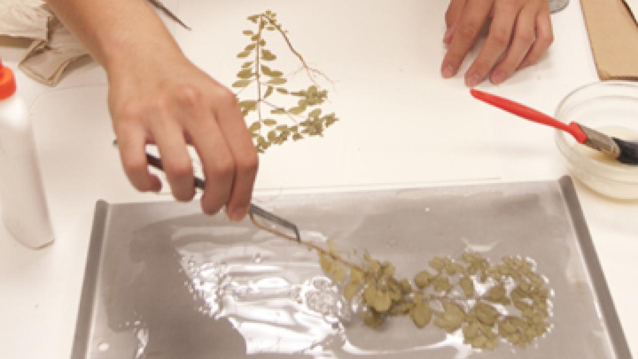 Photos (2): Student Jia Ma glues a dried plant to a board for preservation, and student Leah Drake thins a fern.