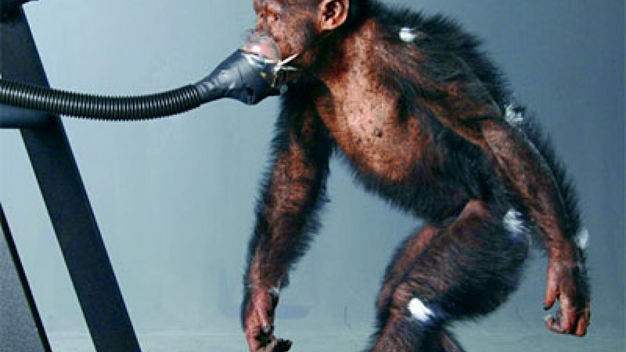 photo: chimpanzee walking on treadmill