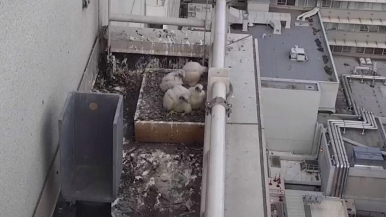 A family of peregrine falcons on the roof of the UC Davis Medical Center.