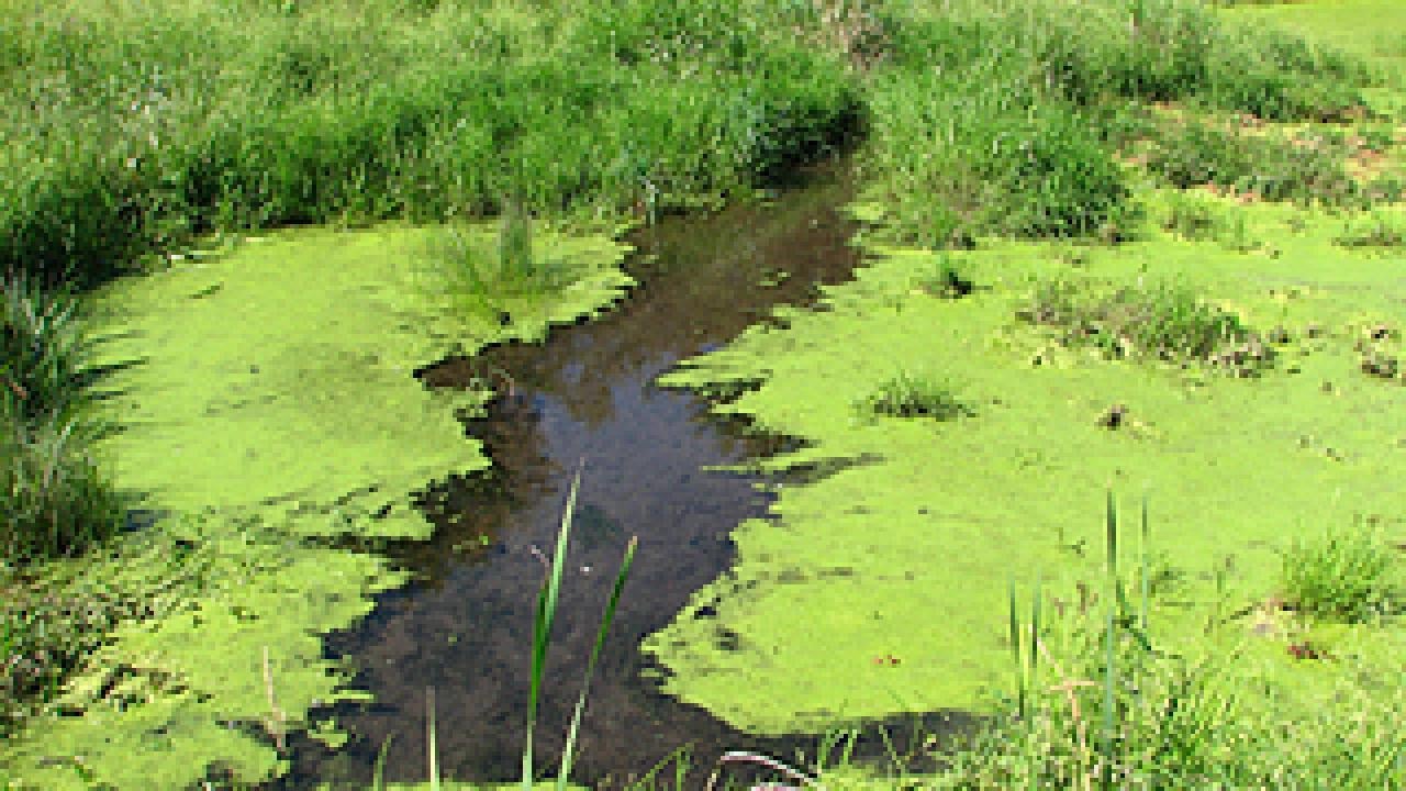 Stream with algae on the edges