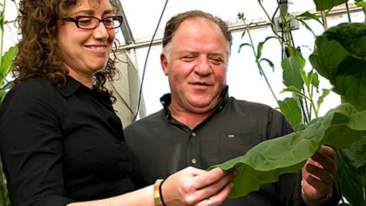 Photo: Rosa Rivero and Eduardo Blumwald looking at a tobacco plant.
