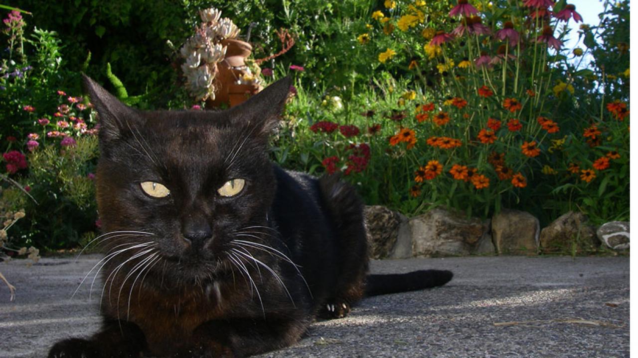 Black cat with yellow eyes lies on pavement in front of flower garden.