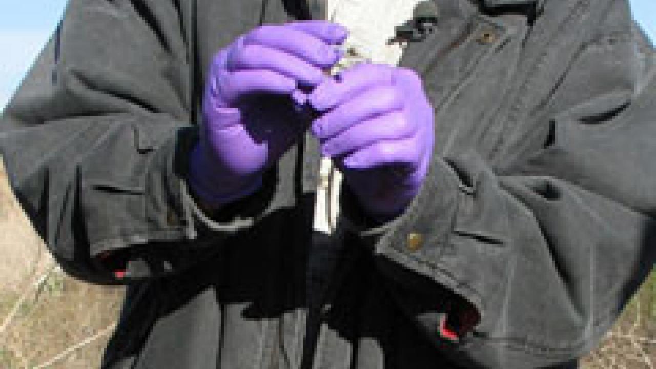 Photo: Walter Boyce in purple gloves talking, with dead mallard duck on table