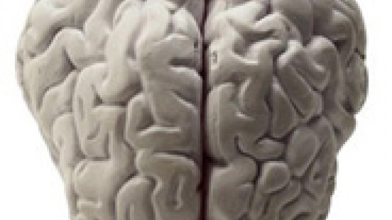 Photo: model of brain