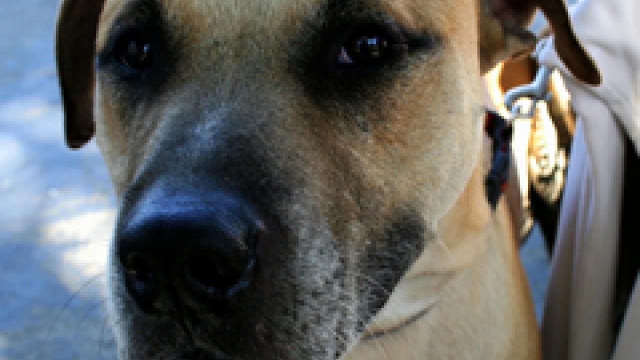 Photo: dog's face