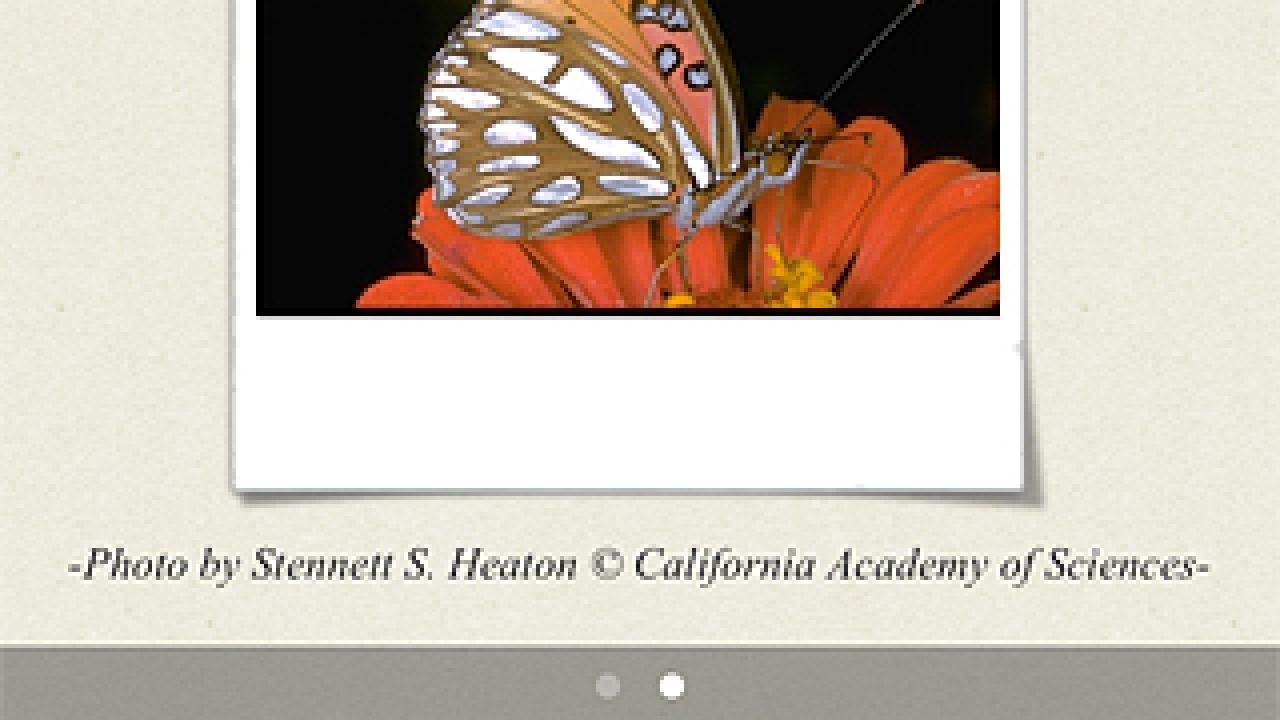 The app includes photos and descriptions of adults and caterpillars of 117 species of butterflies found in the San Francisco Bay Area and Sacramento Valley.