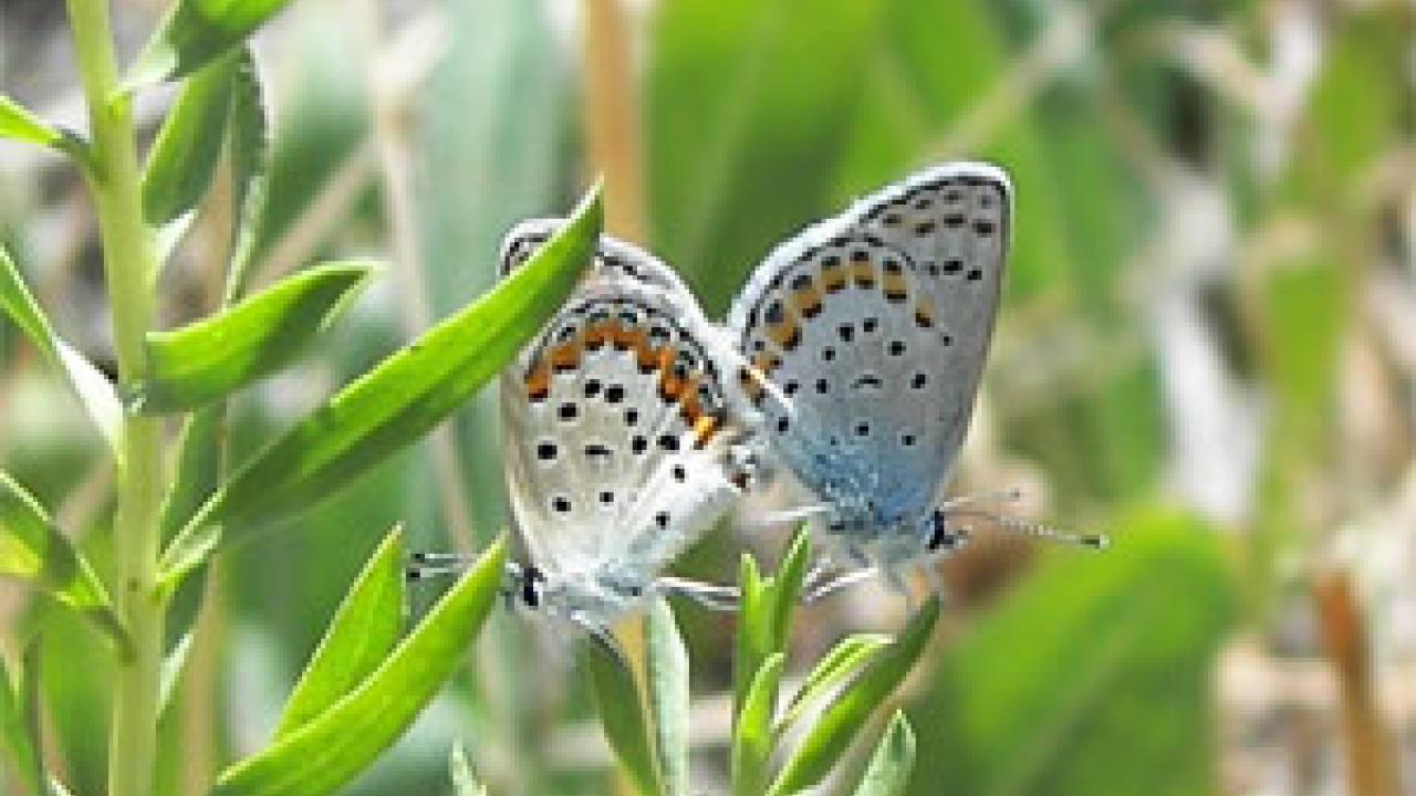 photo: two butterflies on plant