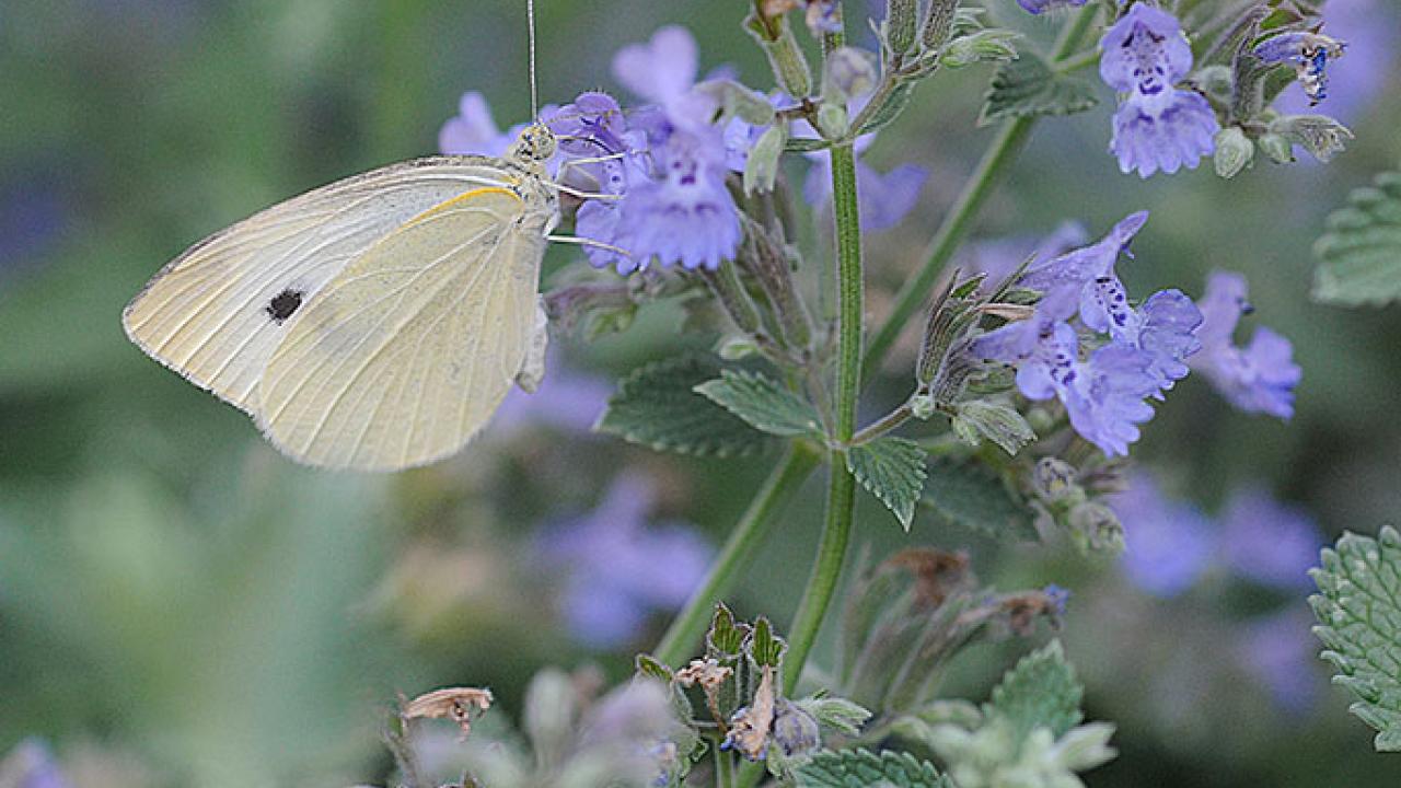 The cabbage white butterfly&rsquo;s wings are white (male) or slightly buffy (female)