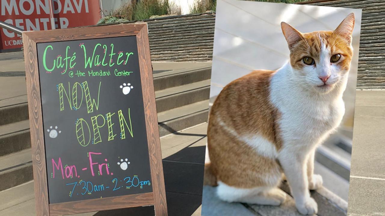 Cafe sign (with chalk writing) in front of the Mondavi Center, with Walter the cat photo superimposed on top