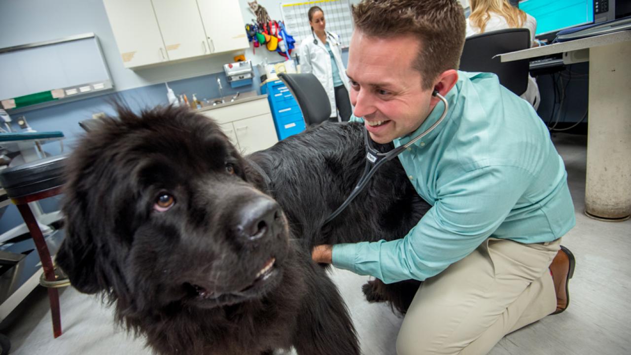 Vet examines large black dog.