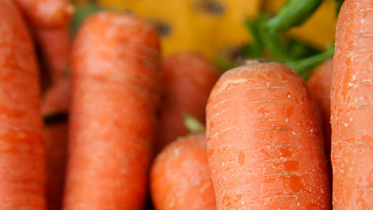 Closeup of of whole raw carrots with a few green leaves.