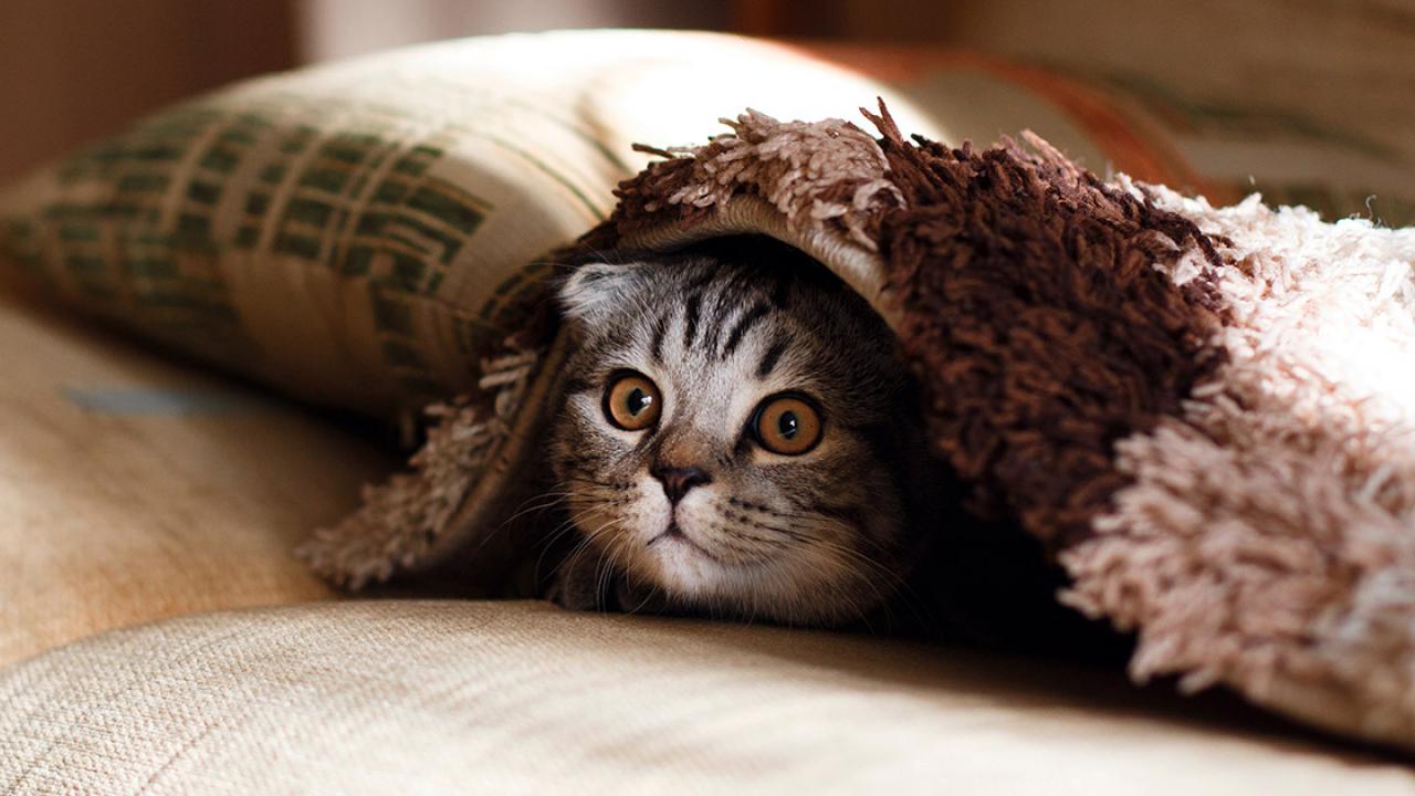 A cat under a blanket.