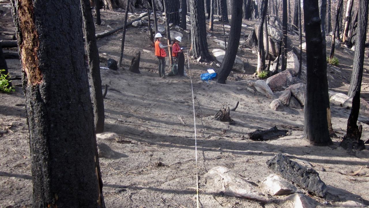 Two female foresters in stand of burned trees and ashen forest floor. 