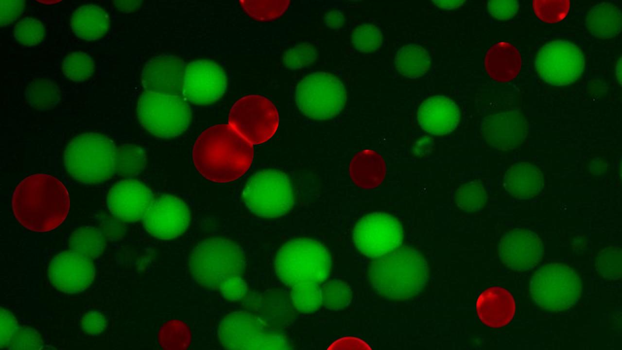 Green and red artificial cells