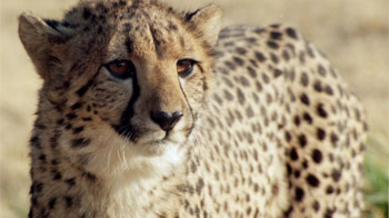 photo: cheetah
