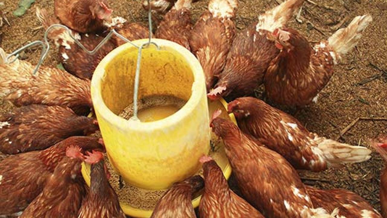 Chickens eating from a round feeding mechanism