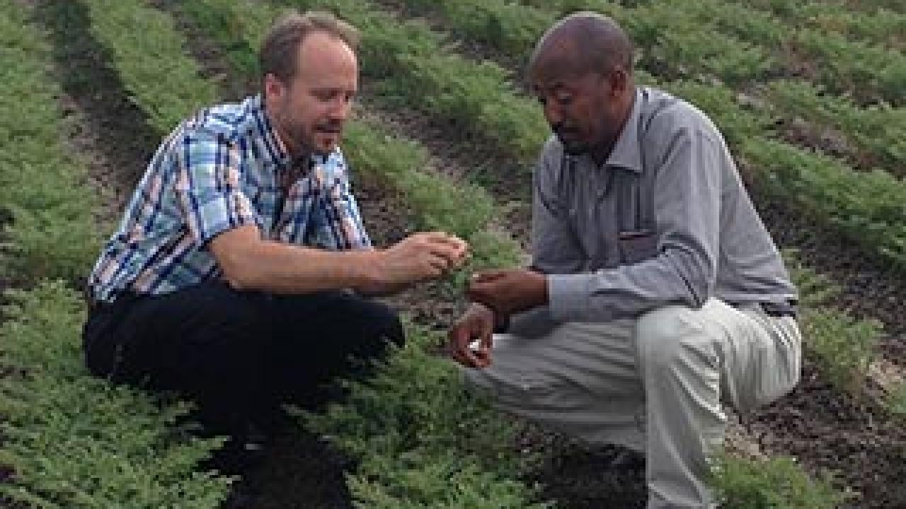 Two men squatting in a field examining something