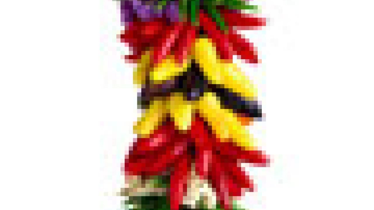 Picture of a string of colorful chilis.