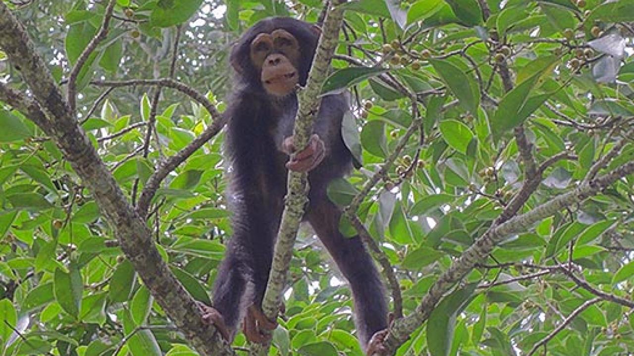 chimp climbing a tree