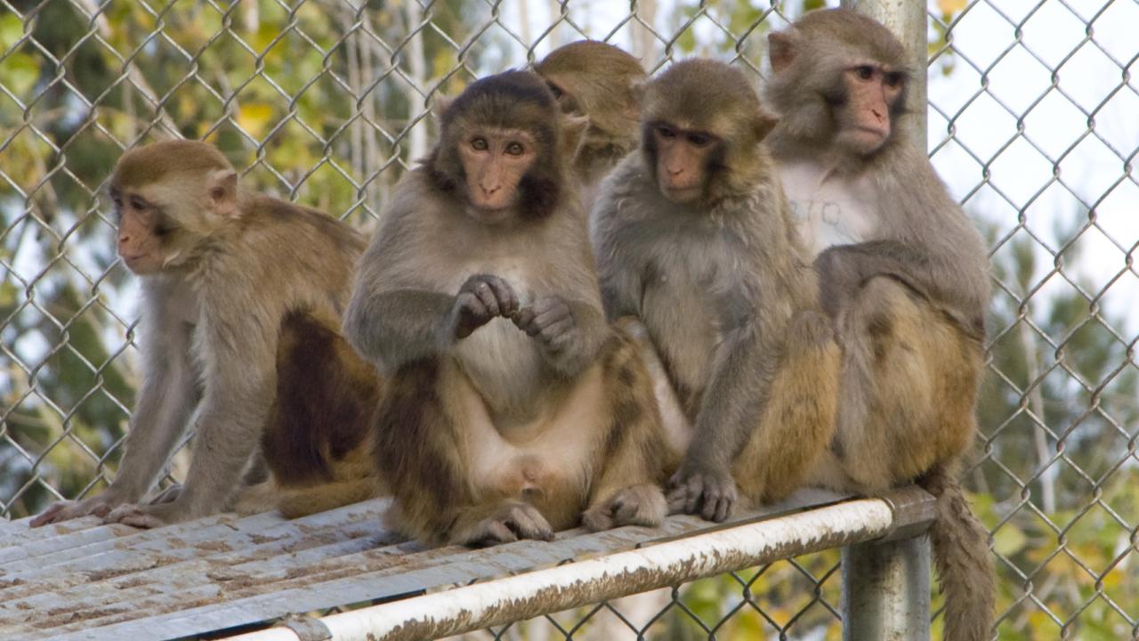Group of rhesus macaque monkeys. 