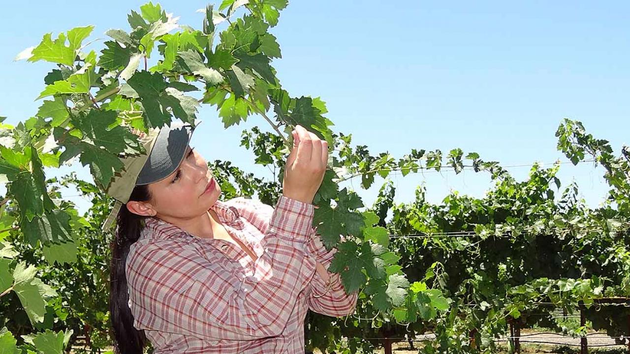 Woman inspecting a vine in a vineyard