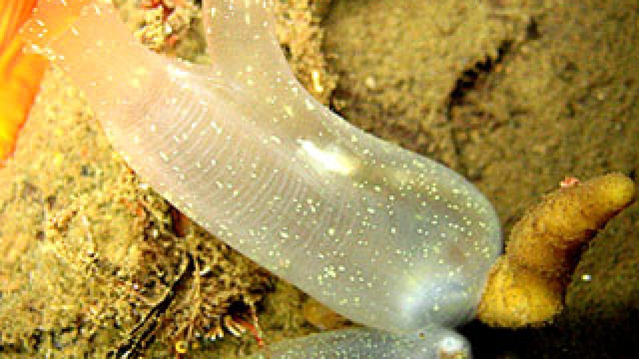 Photo: Jelly-like sea animal floating above sand