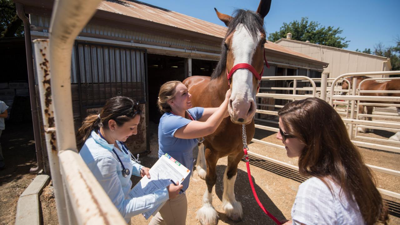 Veterinary team examines Clydesdale horse.