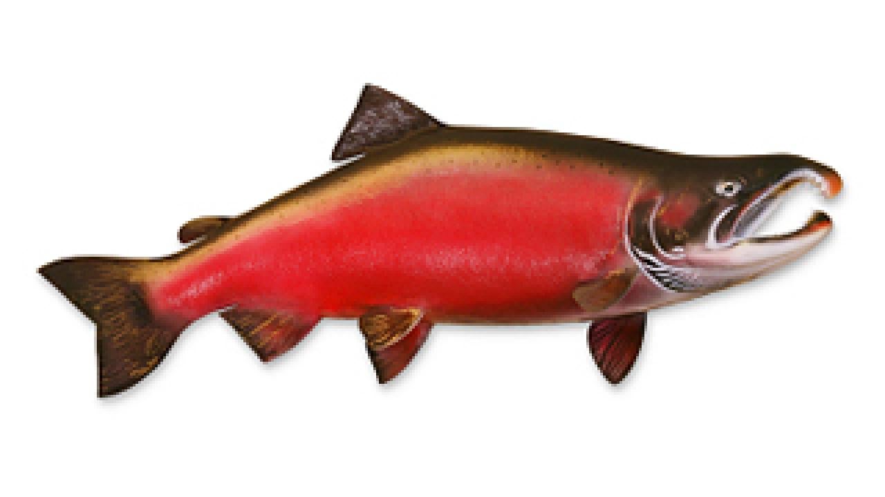 A coho salmon image with no background