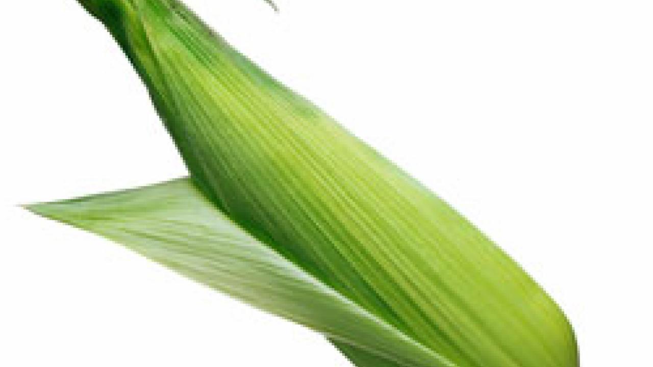 photo: ear of corn