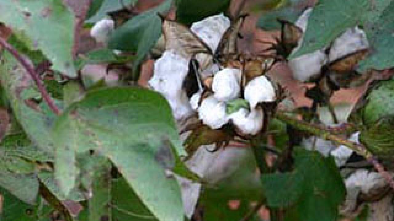 cotton on a plant