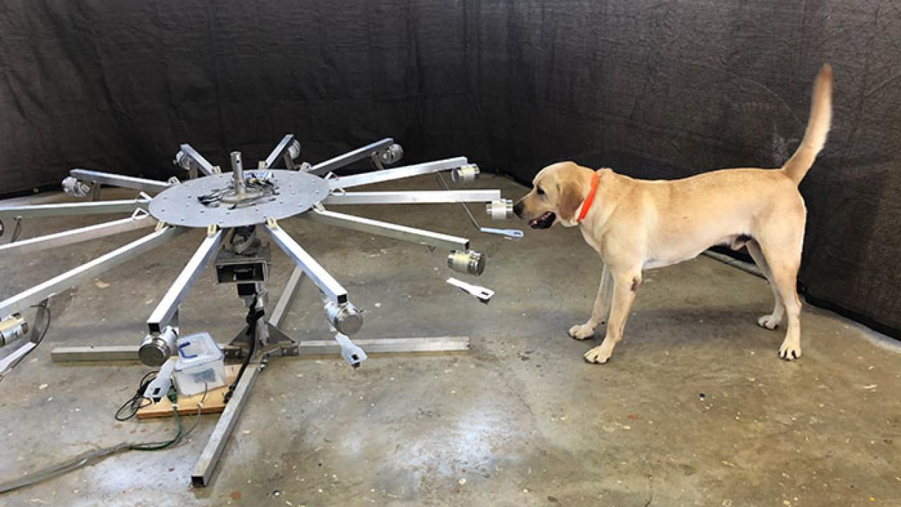 Dog inspects machine