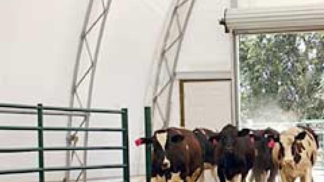 Photo: cows trotting into a white plastic barn