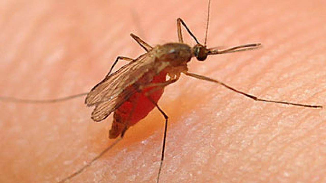 Photo: mosquito on finger