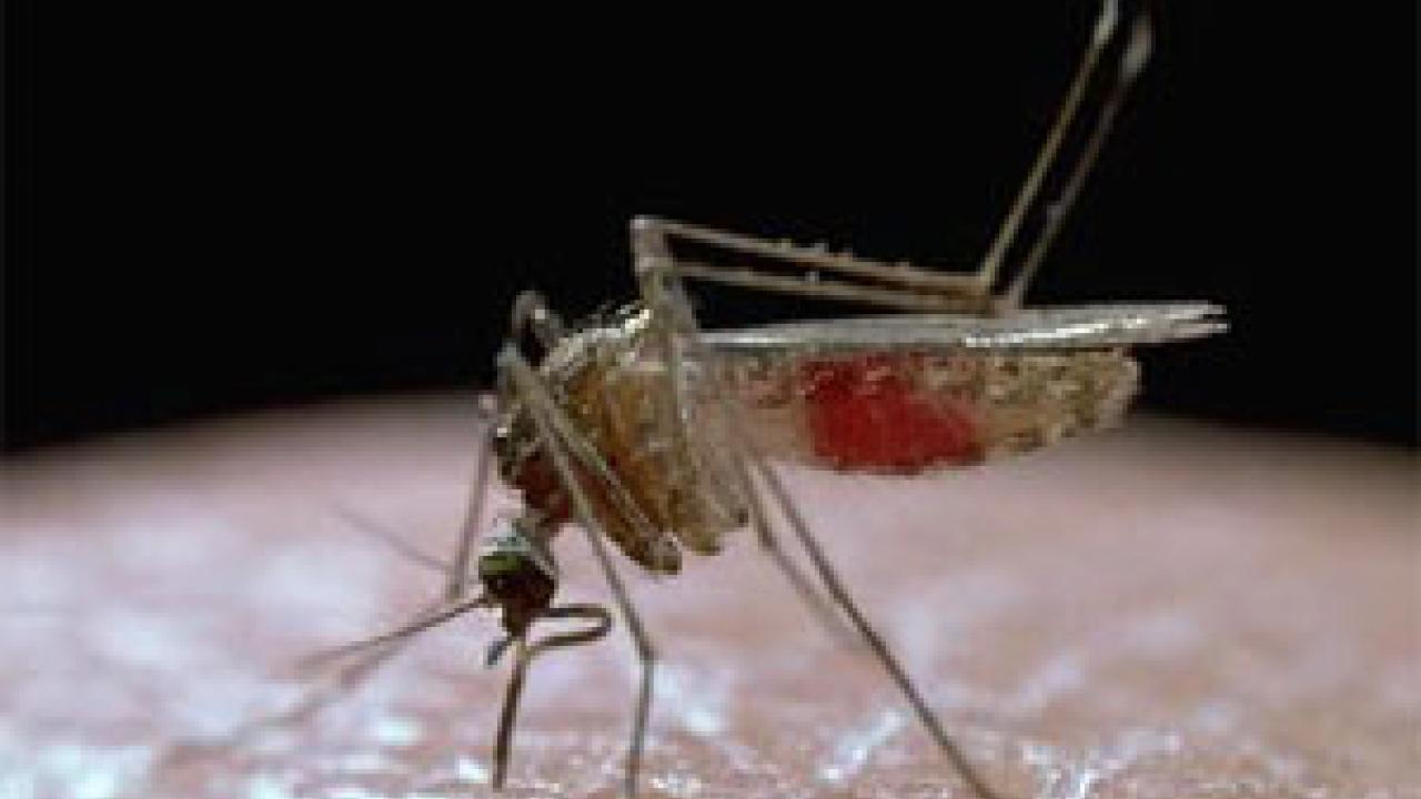 Photo: Mosquito on skin