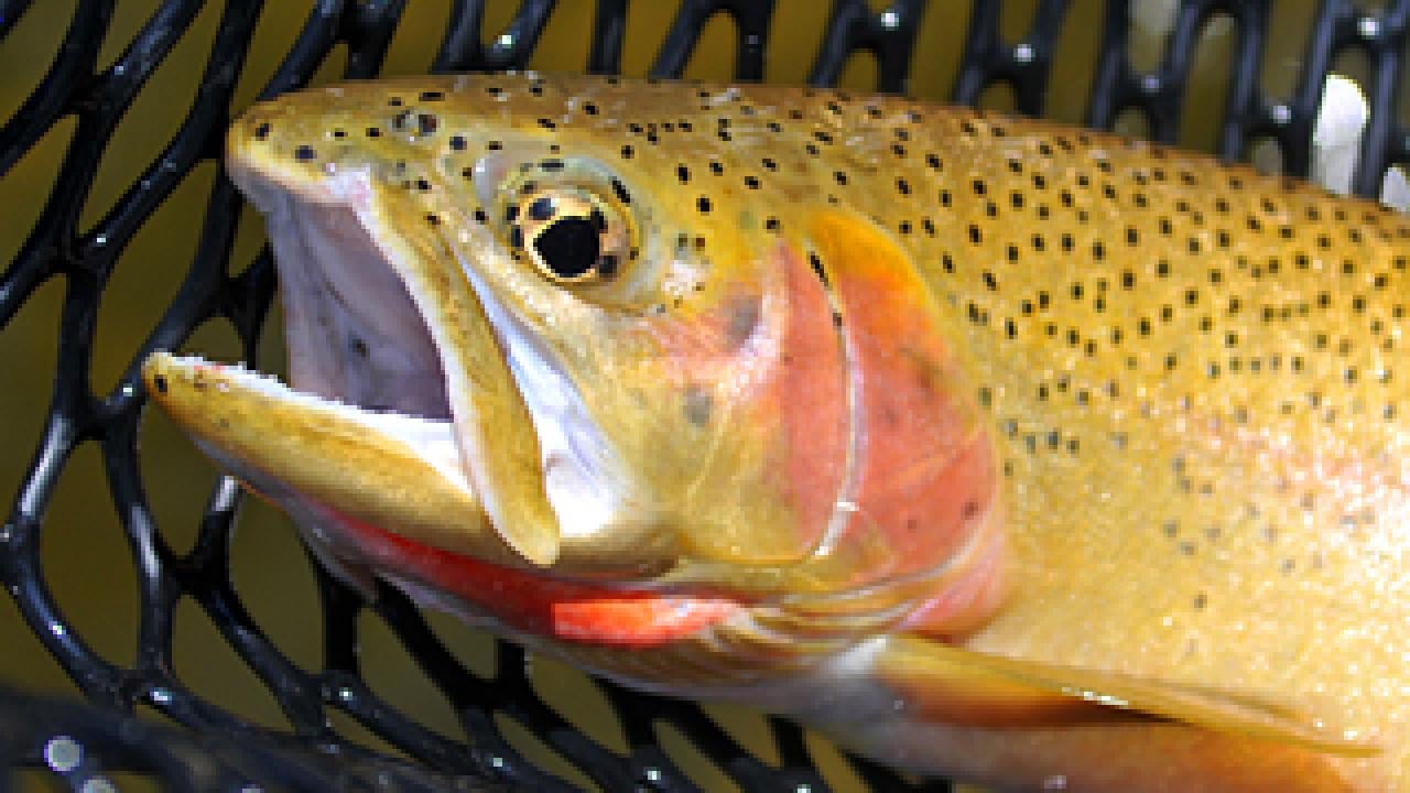 cutthroat trout on a wire netting