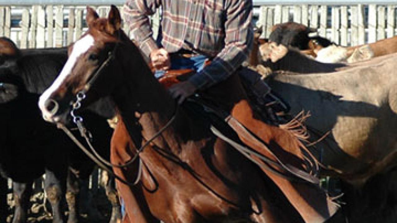 3 million pledge initiates two endowments for equine health center UC Davis