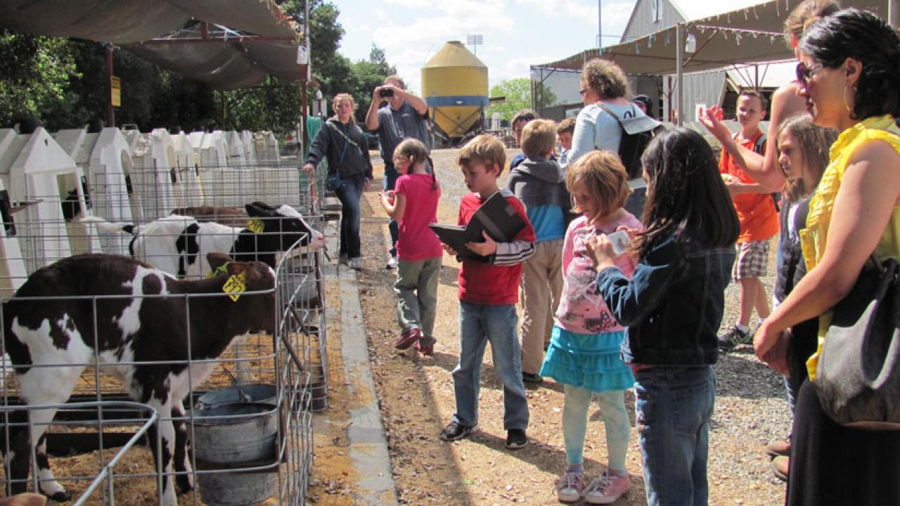 Photo: Children visiting calves at Dairy Barn.