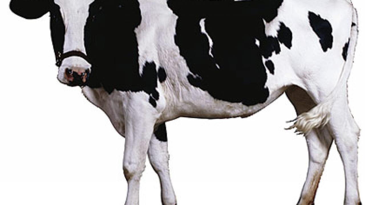 Photo: dairy cow