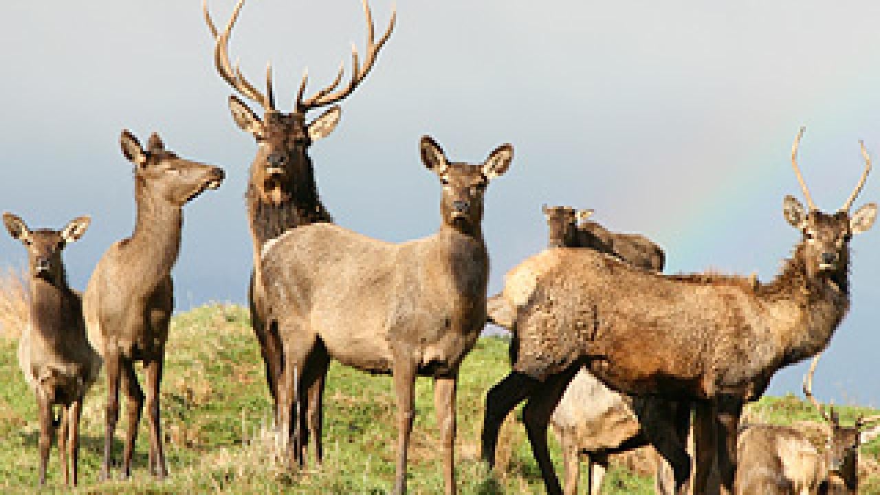 Photo: herd of deer