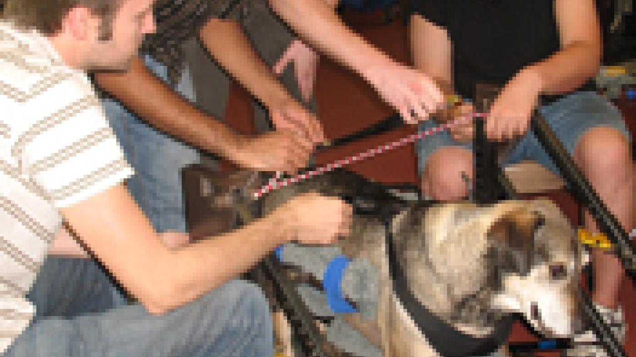Chelsea waits patiently as mechanical engineering students, from left, Nelson Dichter, Jay Panchal, Blake Summers and David Shira make adjustments to the physical therapy device they created to help disabled dogs learn to walk again.