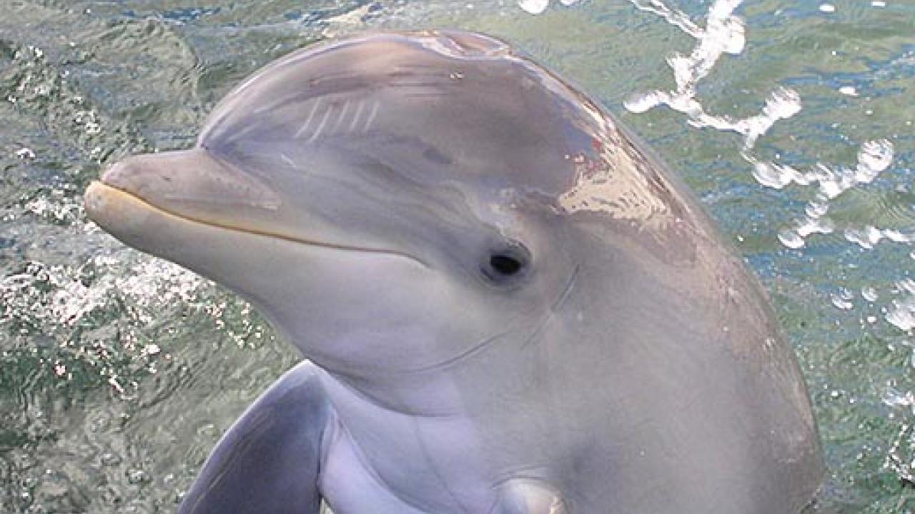 Dolphin in water