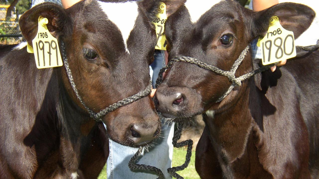 Cloned calves