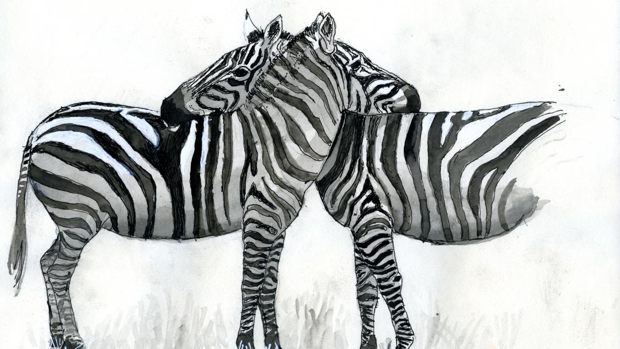 Zebra drawings
