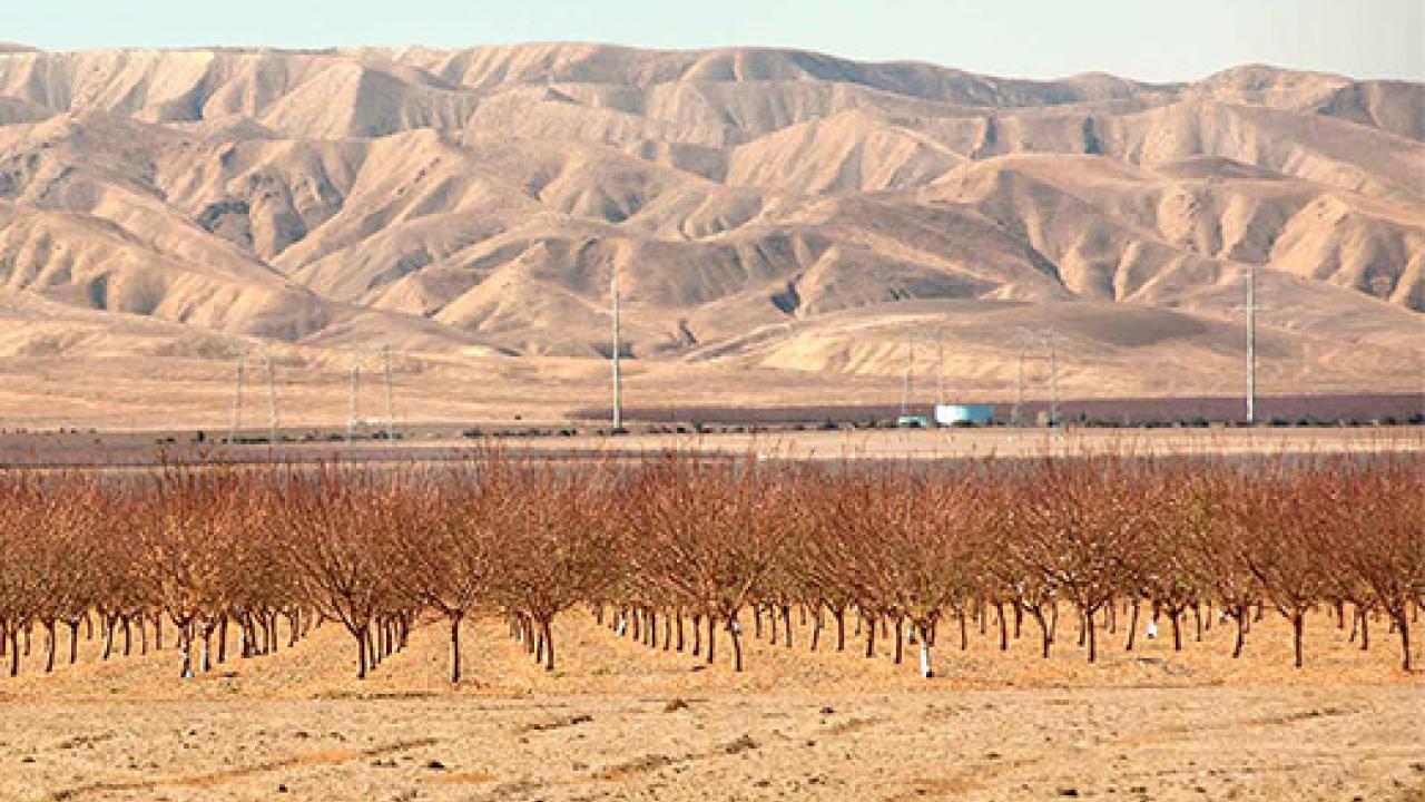 An orchard in a dry field with a background of bare hills