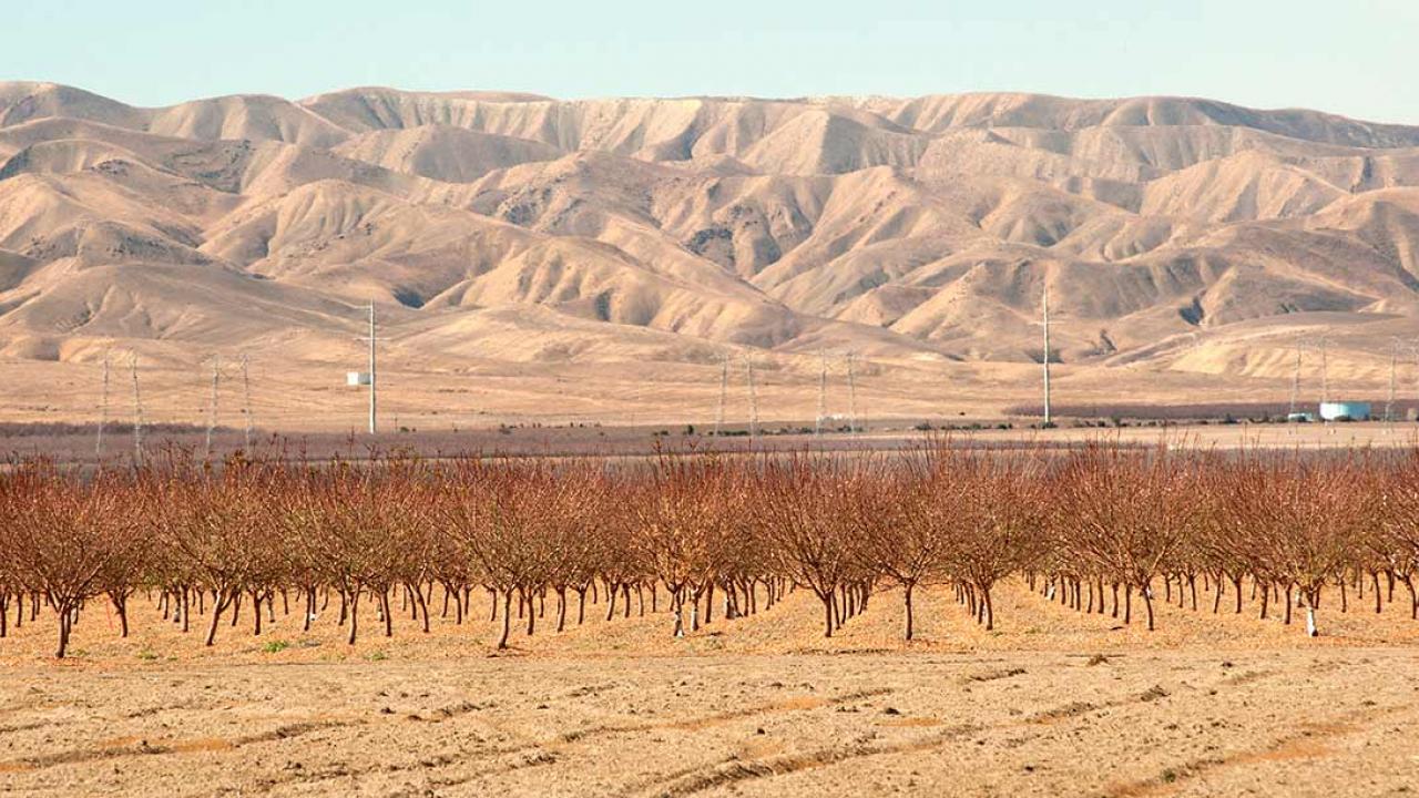 Dry fields and orchard looking at the barren California coastal hills
