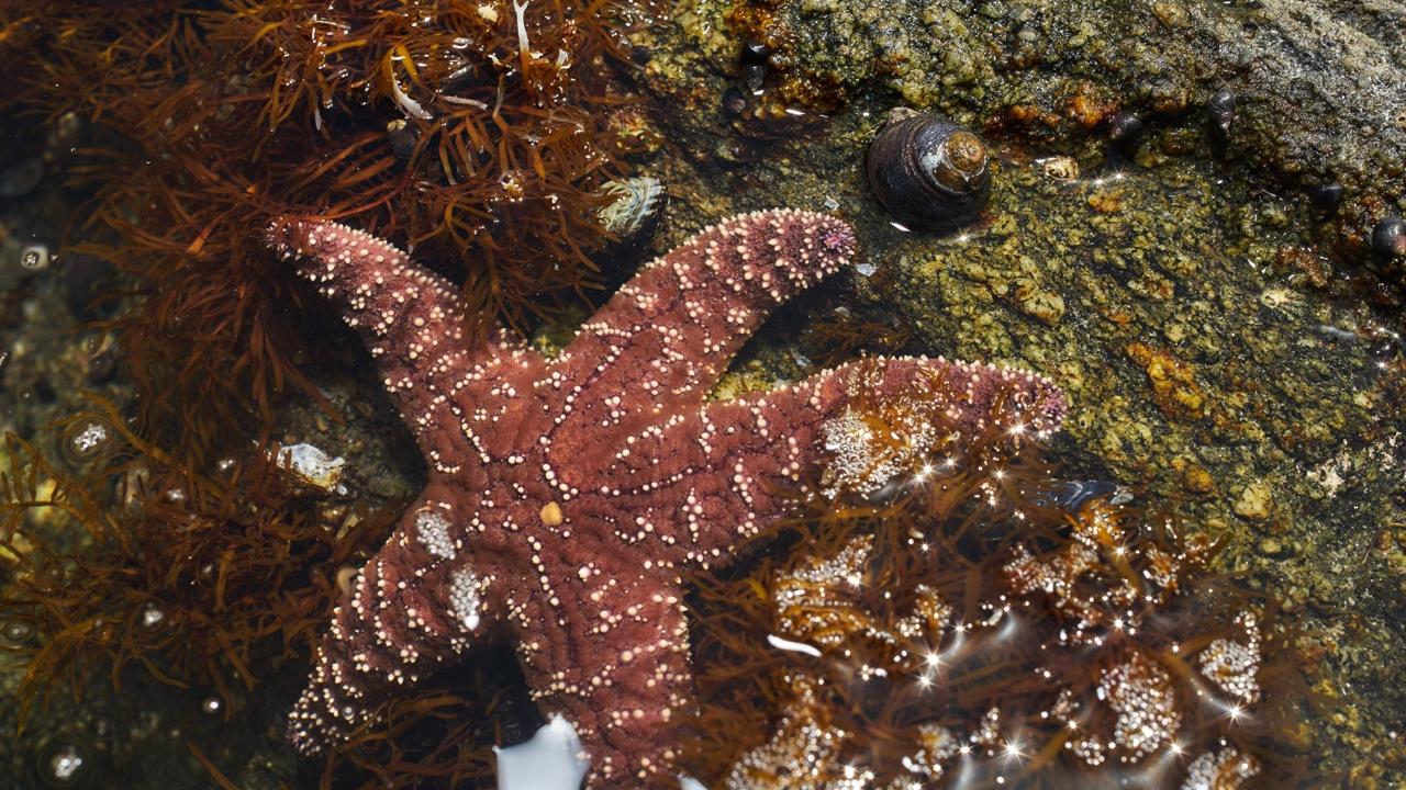 Sea star and snail