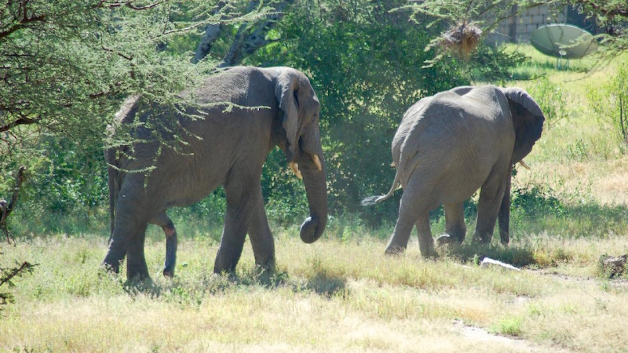 Elephants walking