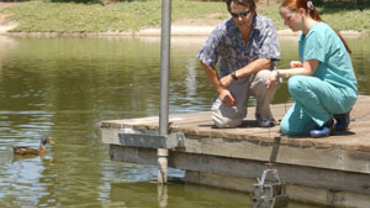 Professor John Eadie and student Jody Deal drop a dredging device into the arboretum waterway. It was one method they used to gather flora samples for their duck study.  