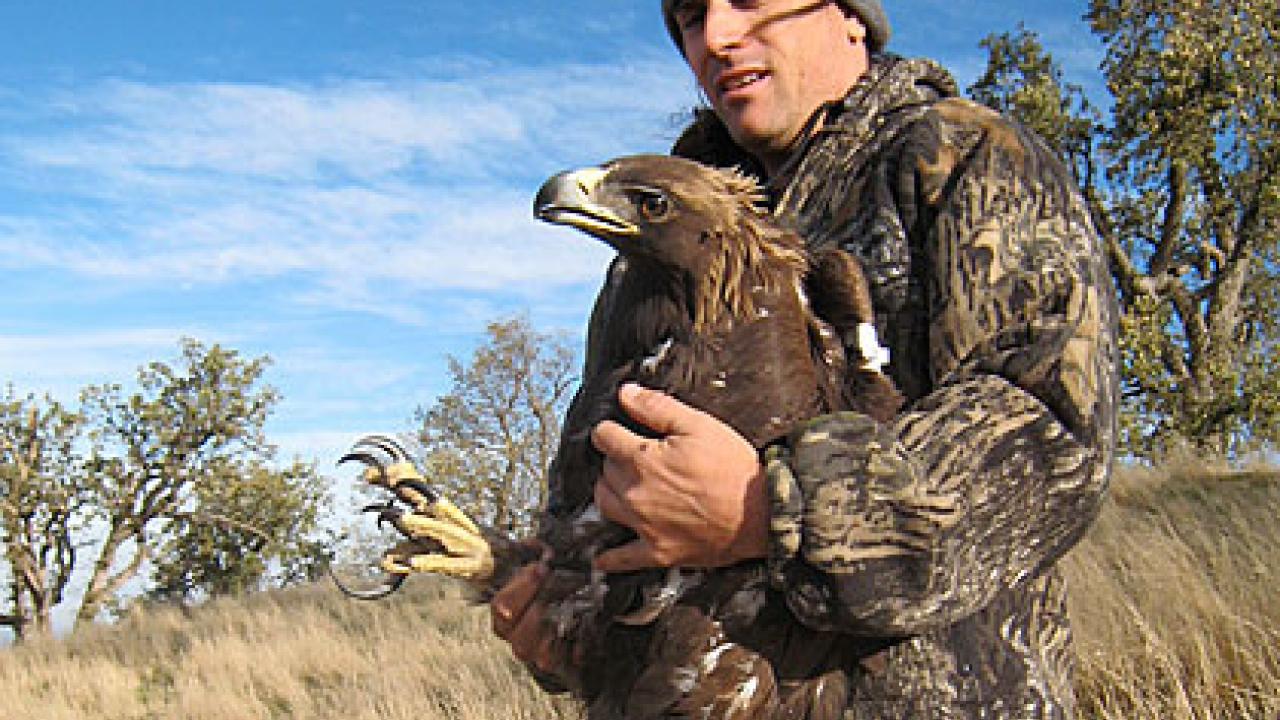 Photo: Man holding golden eagle